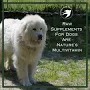 Raw Supplements for Dogs