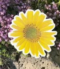 Washington Arrowleaf Balsamroot Flower Sticker