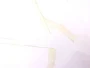 Pack of 42 Rectangular White Paper Removable Low Tack Stickers