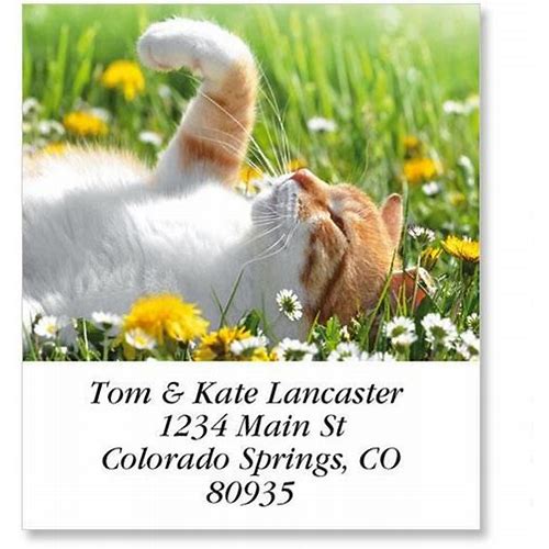 Lazy Cat Select Personalized Sel…